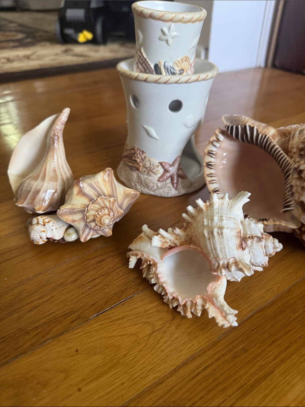 7 Sea Shell - Picture 7 of 11